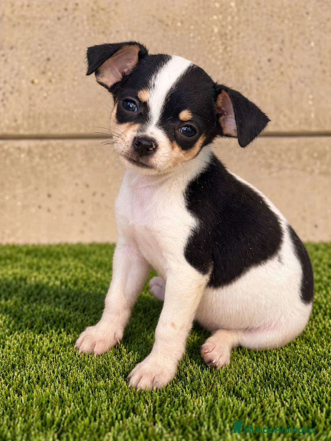 Chihuahua perros en venta: Chihuahua  - Anuncio 2