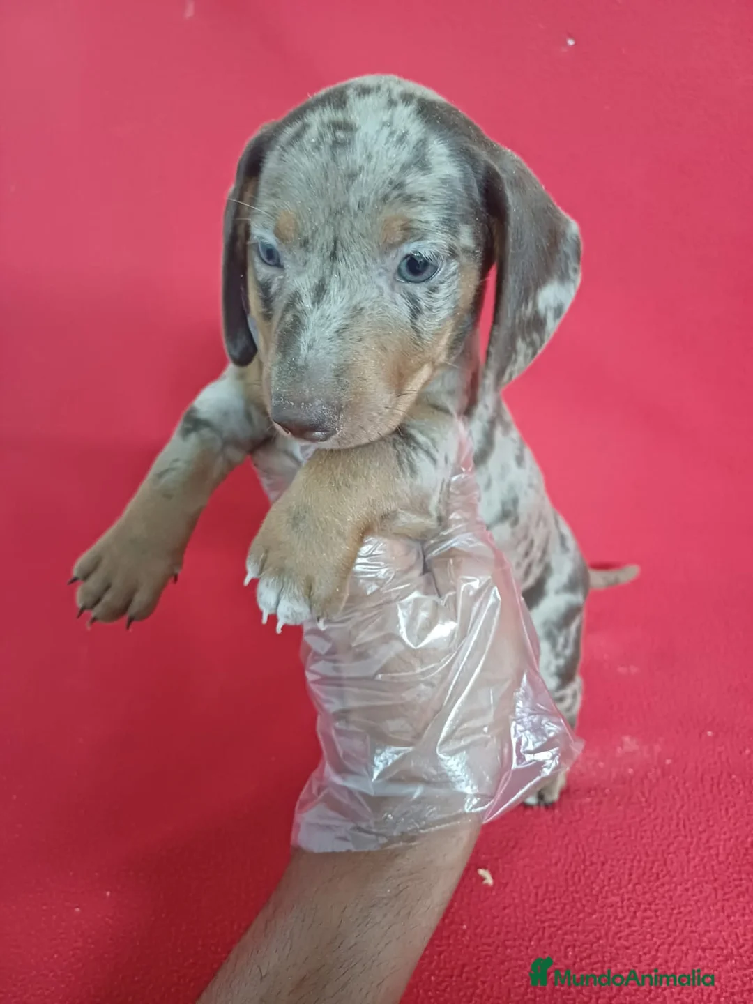 Teckel Miniatura perros en venta: Teckel Miniatura Arlequin  - Anuncio 1