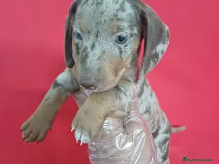 Teckel Miniatura perros Teckel Miniatura Arlequin - Anuncio 1