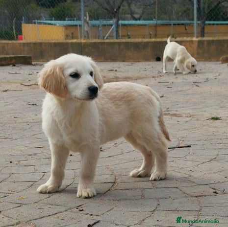 Golden Retriever perros en Toledo - Anuncio 3