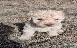 Perro de Agua Español perros en venta: Perro de agua  - Imagen 9