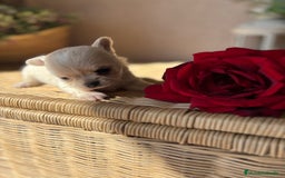 Chihuahua perros en venta: Chihuahua toy macho para diciembre !! - Imagen 4