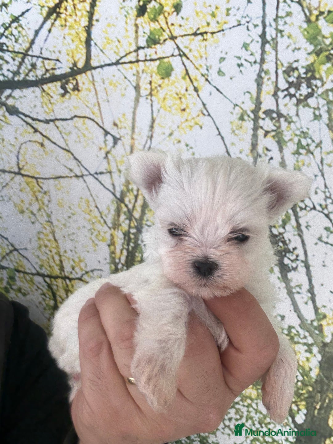 Bichón Maltés perros en venta: Bichon maltés súper mini - Anuncio 4