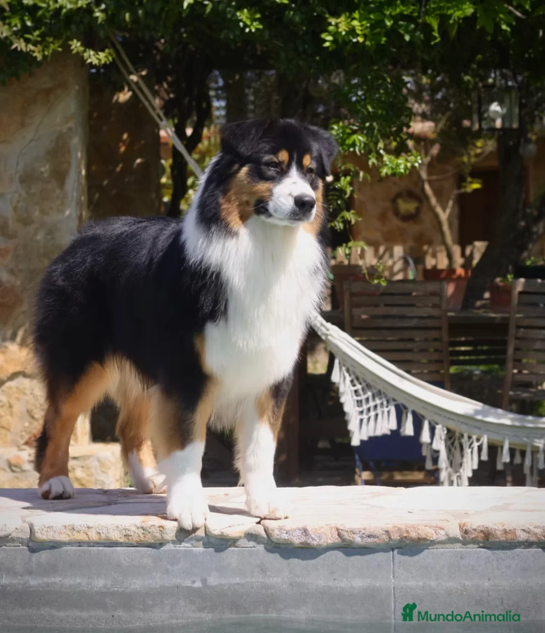 Pastor Australiano perros en venta: Proxima camada pedigree, familiar y con garantías - Anuncio 2