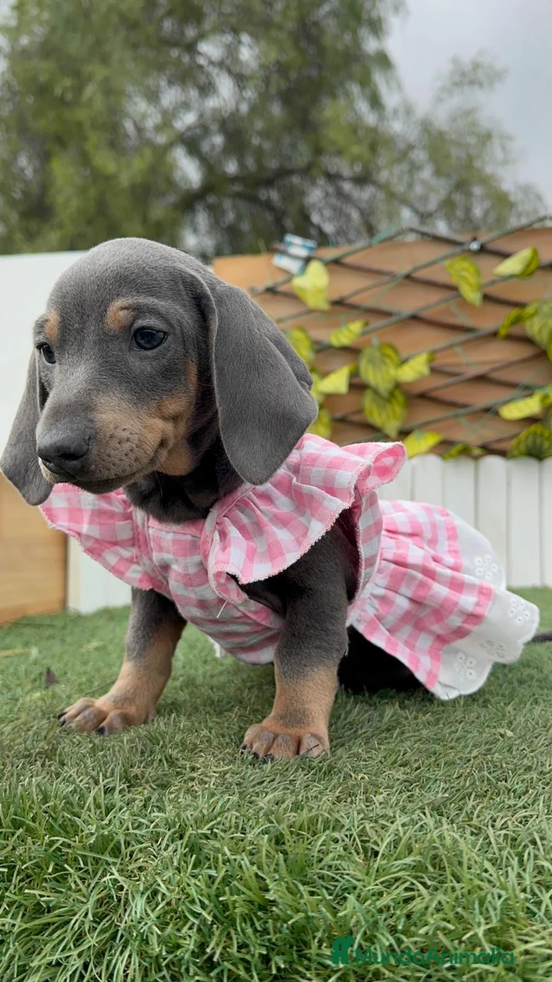 Teckel Miniatura perros en venta: TECKEL MINIATURA - Anuncio 4