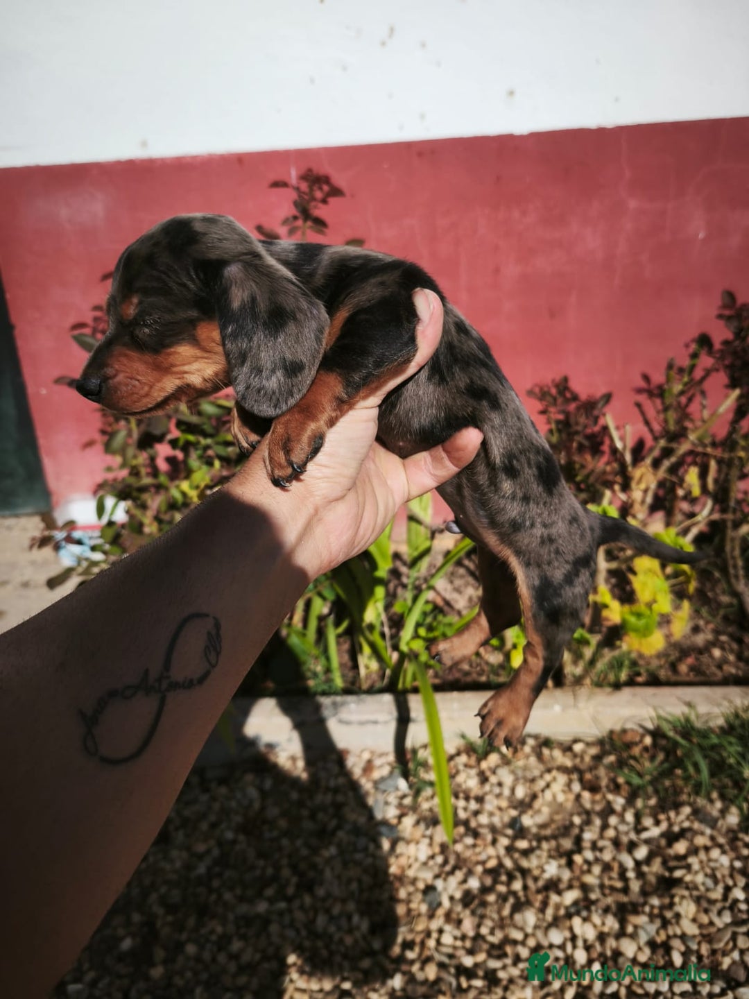 Teckel Miniatura perros en venta: Disponibles cachorros de Teckels - Imagen 1
