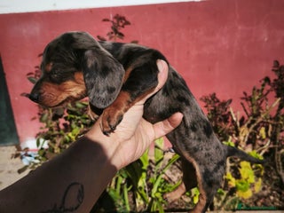 Teckel Miniatura perros - Anuncio 36