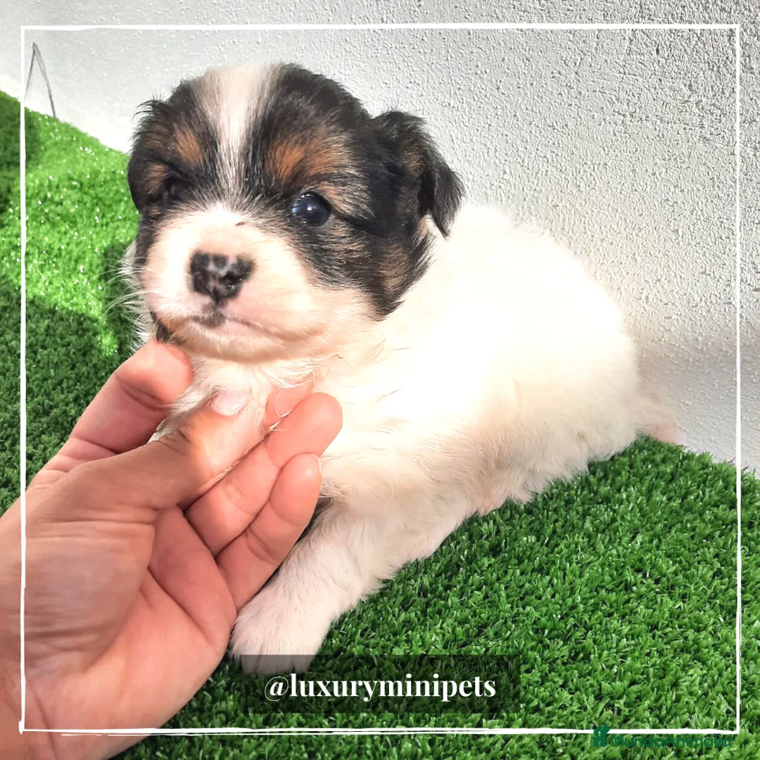 Bichón Habanero perros en venta: Camada de Bichón Habanero  en Madrid - Anuncio 10