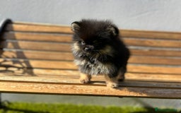 Pomerania perros en venta: Lulú de pomerania  - Imagen 5