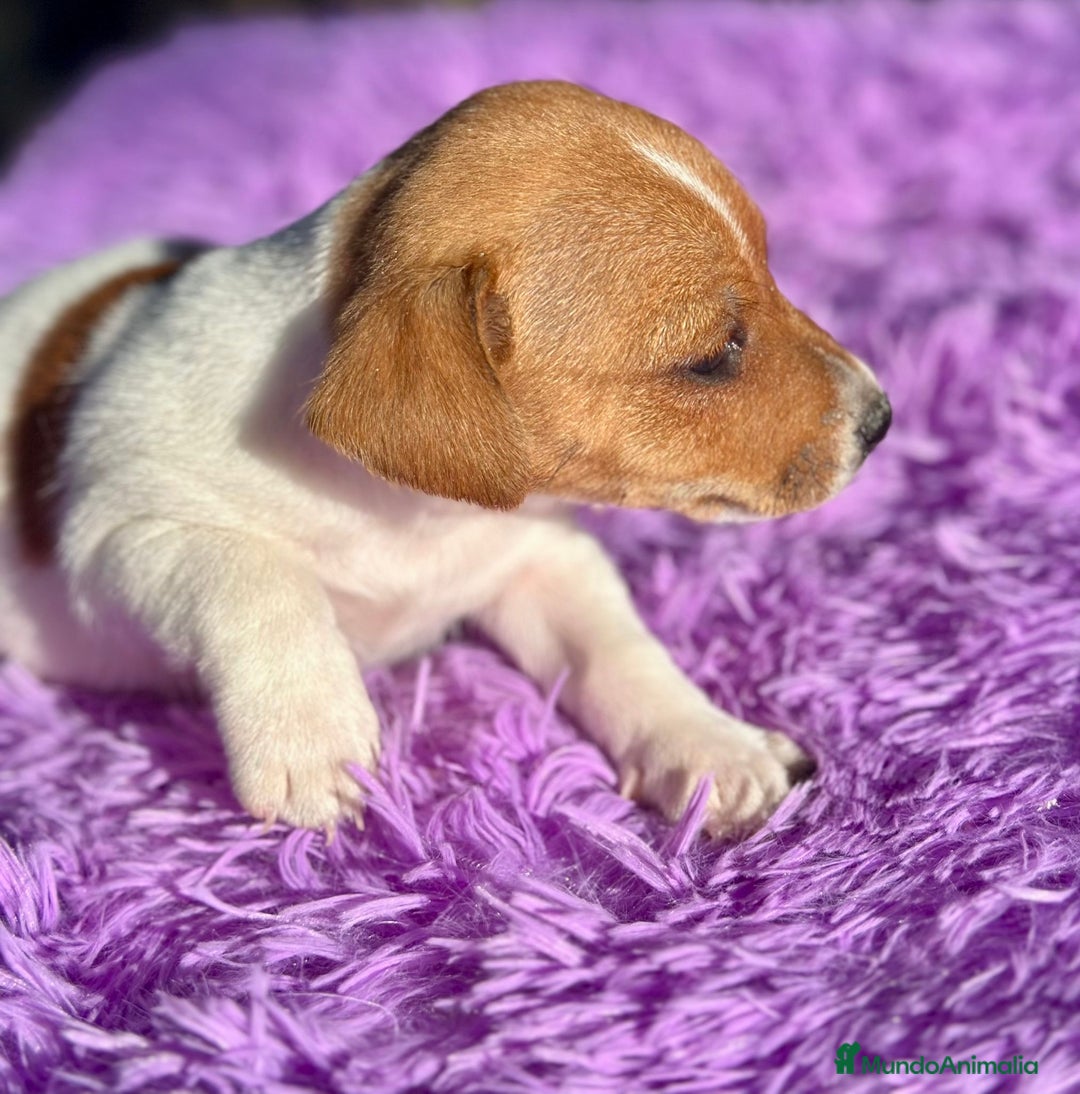 Jack Russell Terrier perros en venta: Jack Russell hembra bicolor.  - Imagen 3