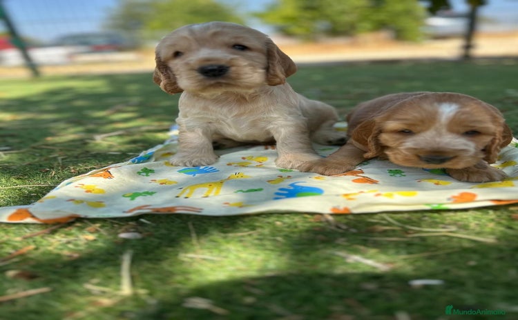 Cocker Spaniel Inglés perros - Propaganda 1