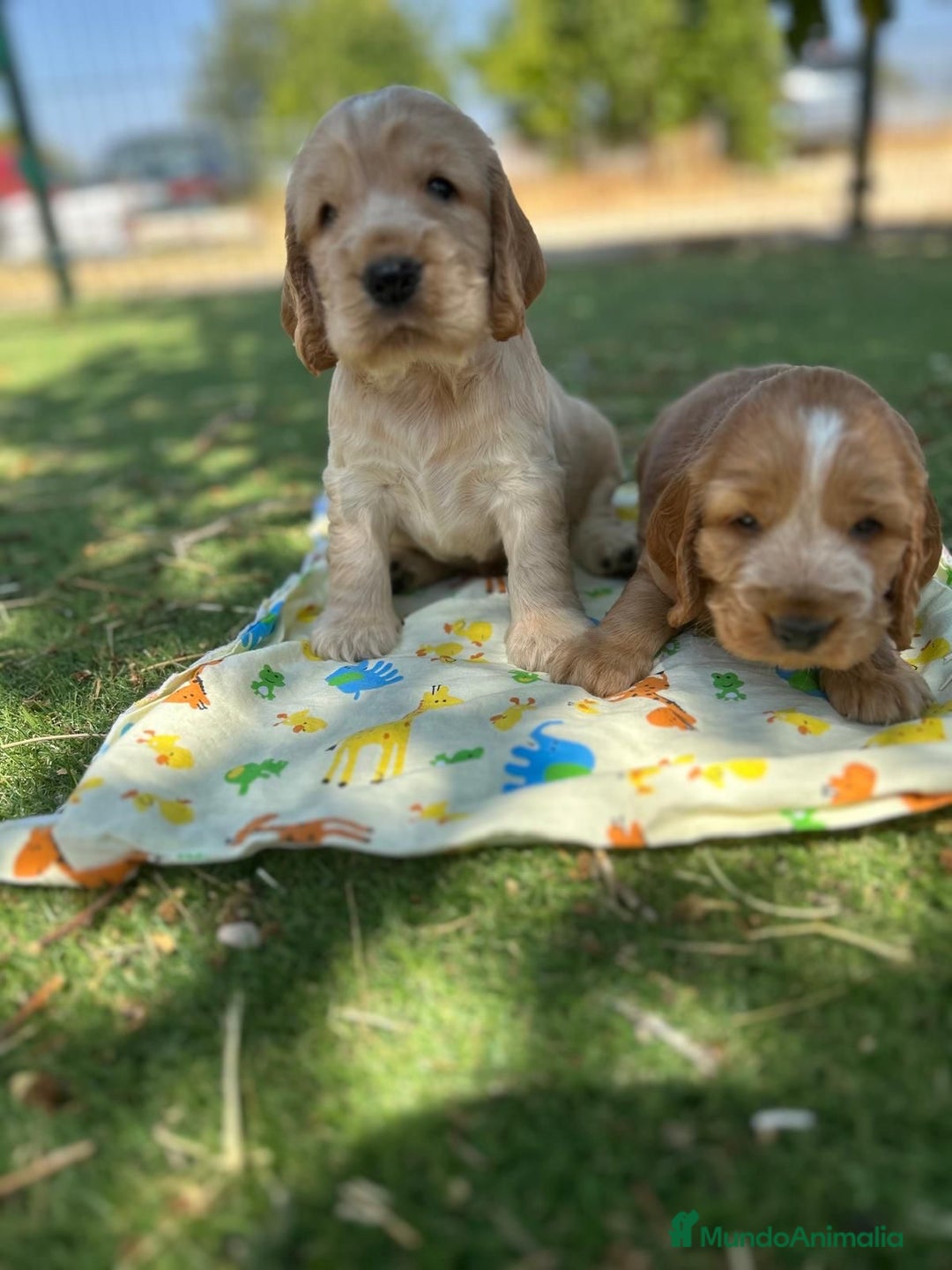 Cocker Spaniel Inglés perros en venta: Cocker spaniel top del Valle  - Imagen 1