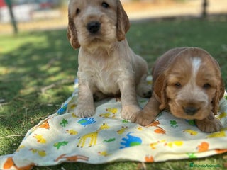 Cocker Spaniel Inglés perros - Anuncio 8