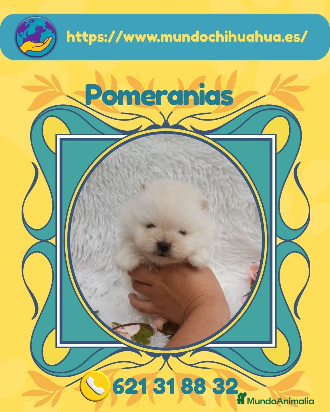 Bichón Maltés perros en venta: Pomeranias enanos carita de osito 🧸 - Anuncio 1