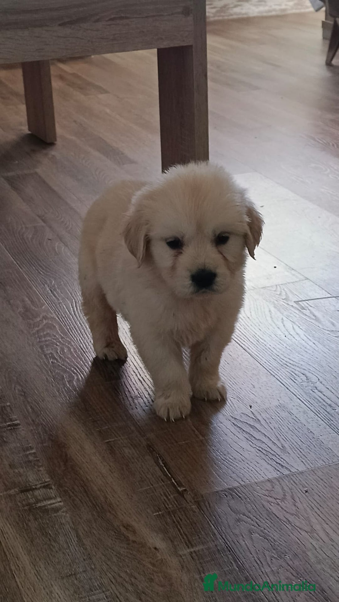 Golden Retriever perros en venta: Golden  - Anuncio 1