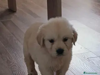 Golden Retriever perros Golden - Anuncio 1