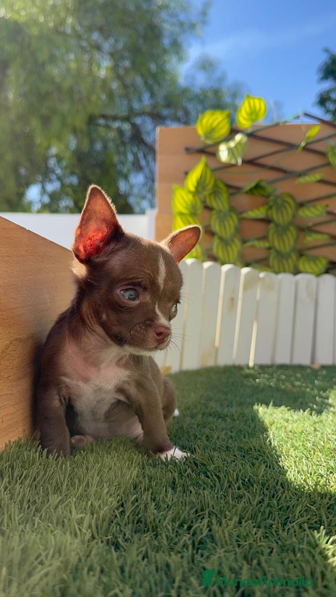 Chihuahua perros en venta: CHIHUAHUA MACHO - Imagen 11
