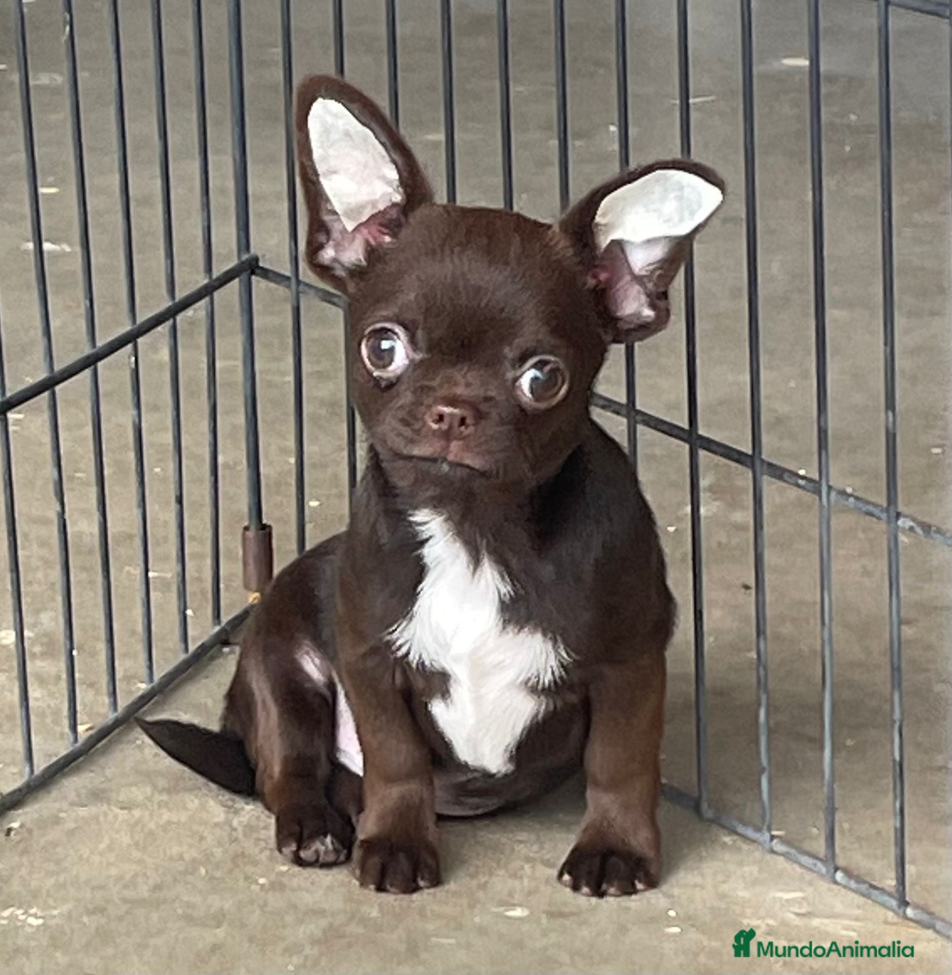 Chihuahua perros Chihuahua Macho. - Anuncio 15
