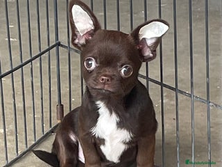 Chihuahua perros Chihuahua Macho. - Anuncio 1