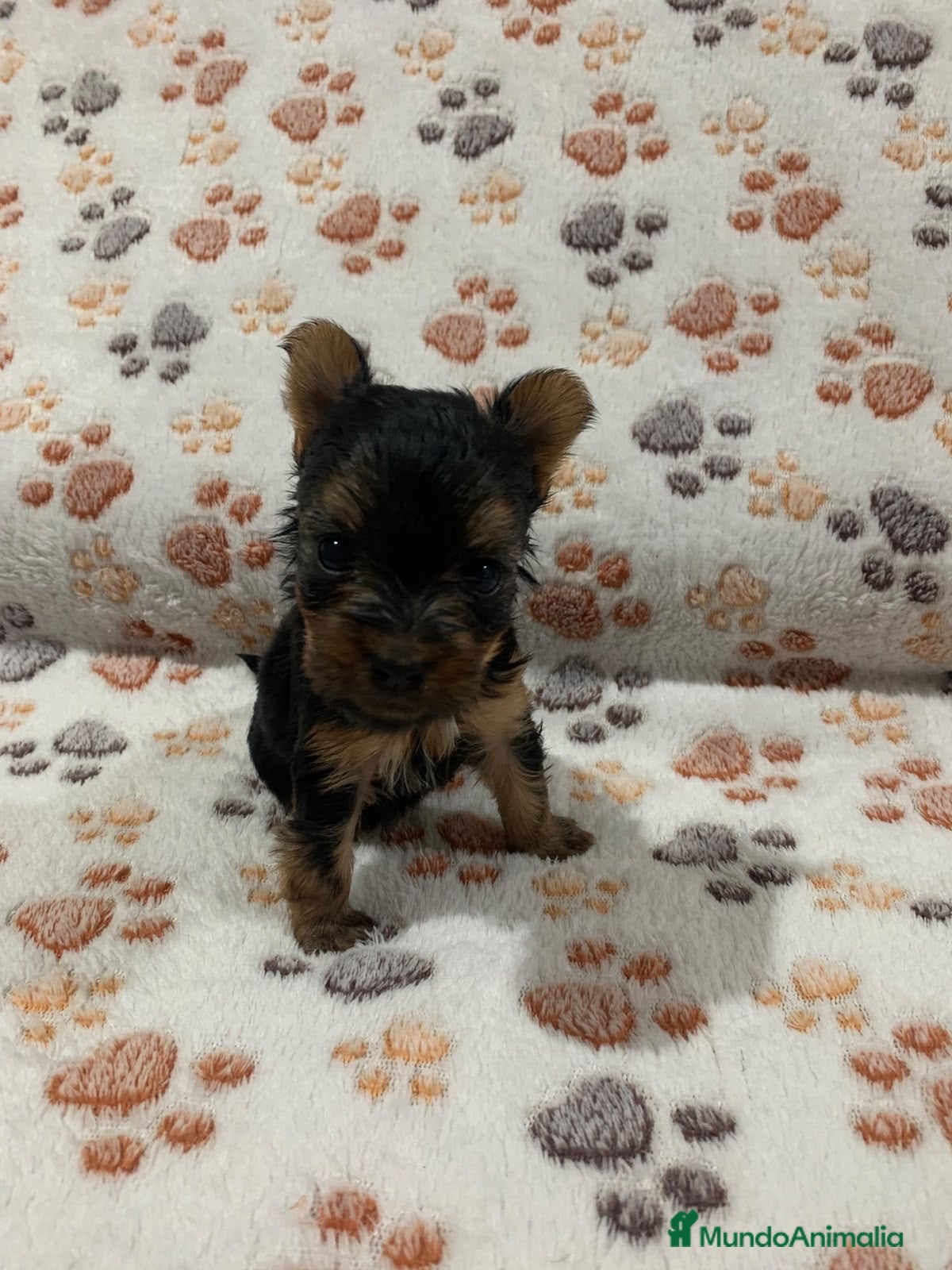 Yorkshire Terrier perros en venta: 🐾 Reserva tu Pequeñ@ Yorkshire Terrier - Anuncio 11