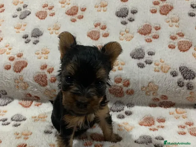 Yorkshire Terrier perros en venta: 🐾 Reserva tu Pequeñ@ Yorkshire Terrier - Anuncio 2