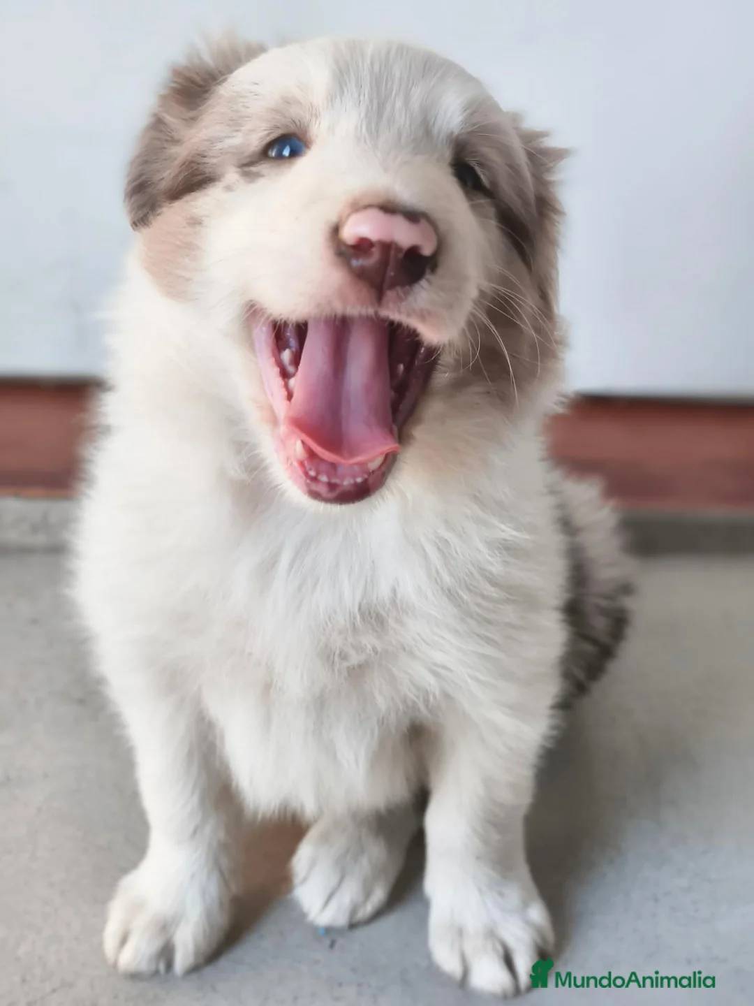 Border Collie perros en venta: BORDER COLLIE - Anuncio 2