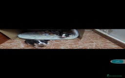 Bull Terrier perros en venta: Bullterrier mini - Anuncio 4