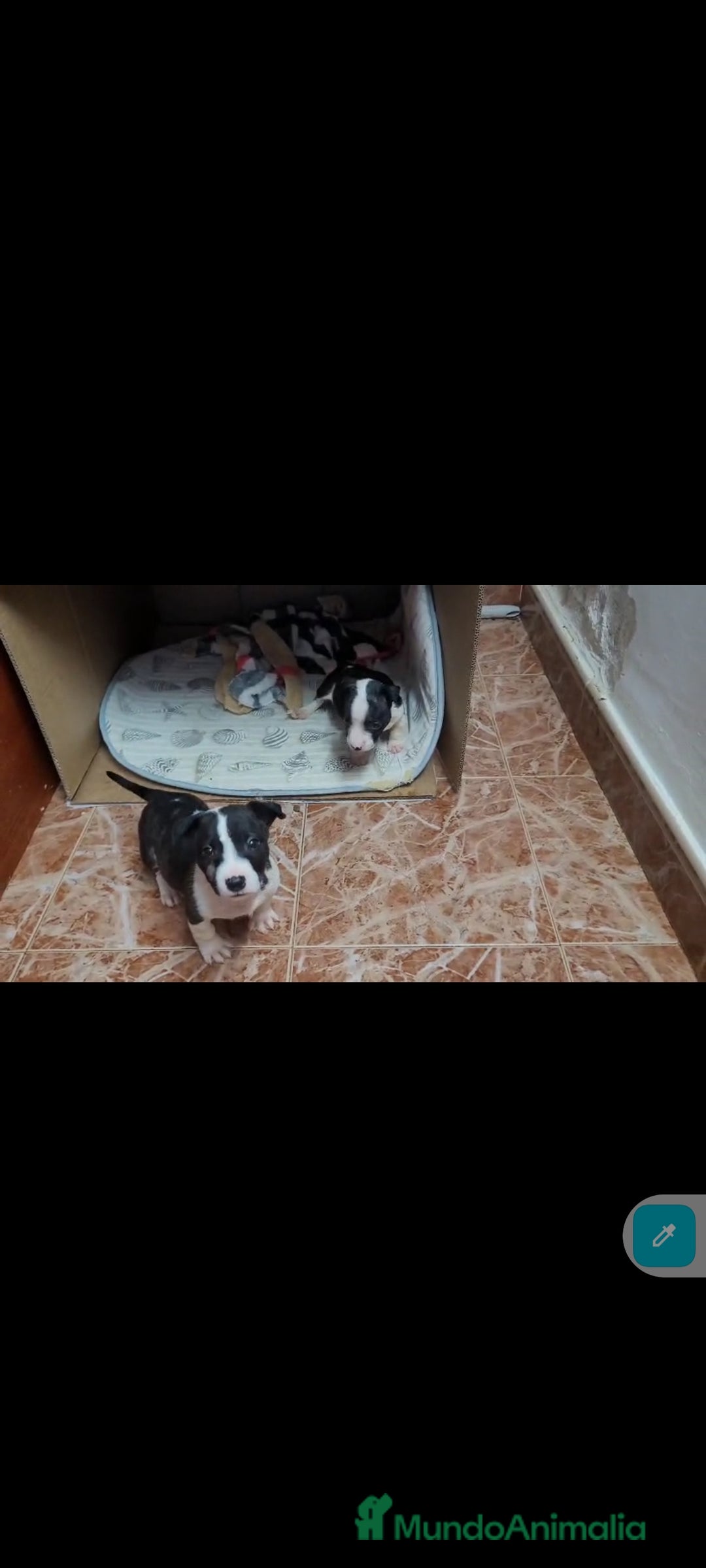 Bull Terrier perros en venta: Bullterrier mini - Anuncio 4