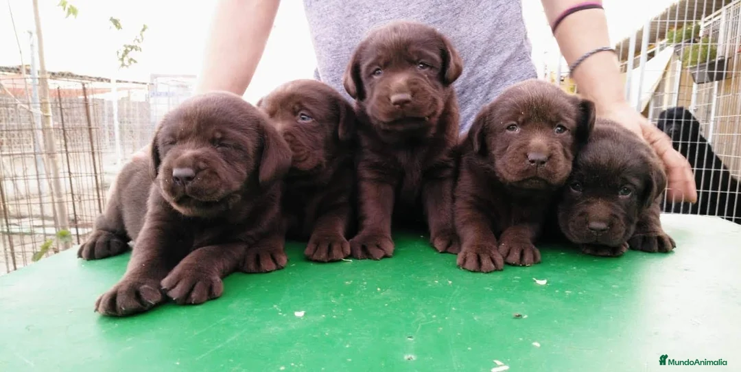 Imagen de galería {{count}}