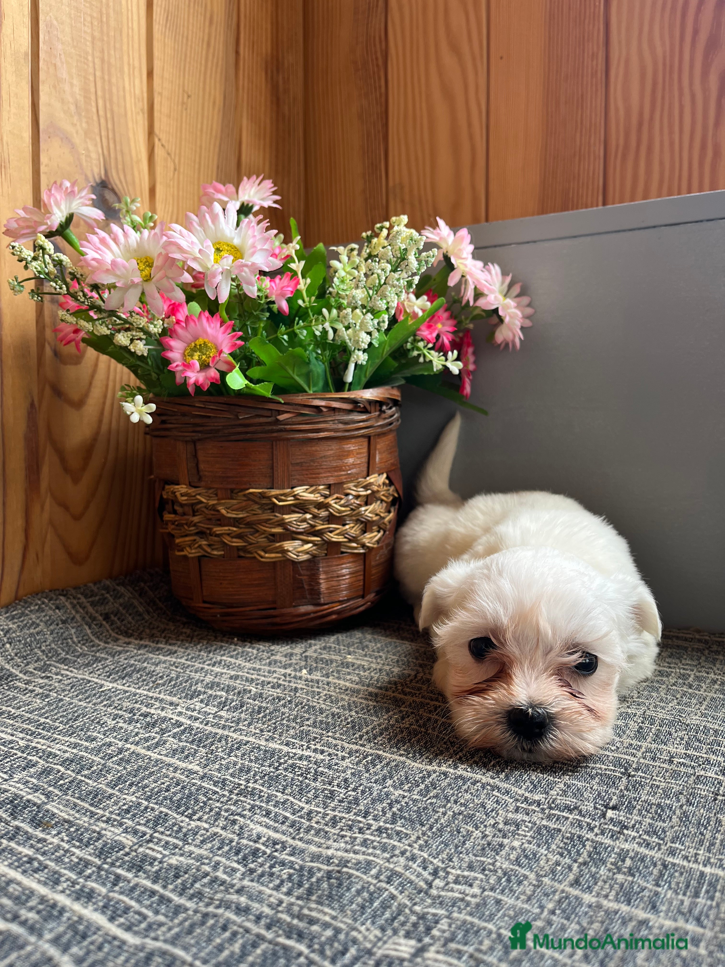 Bichón Maltés perros 🐾Perfectos cachorritos de Bichon maltés🐾  - Anuncio 1