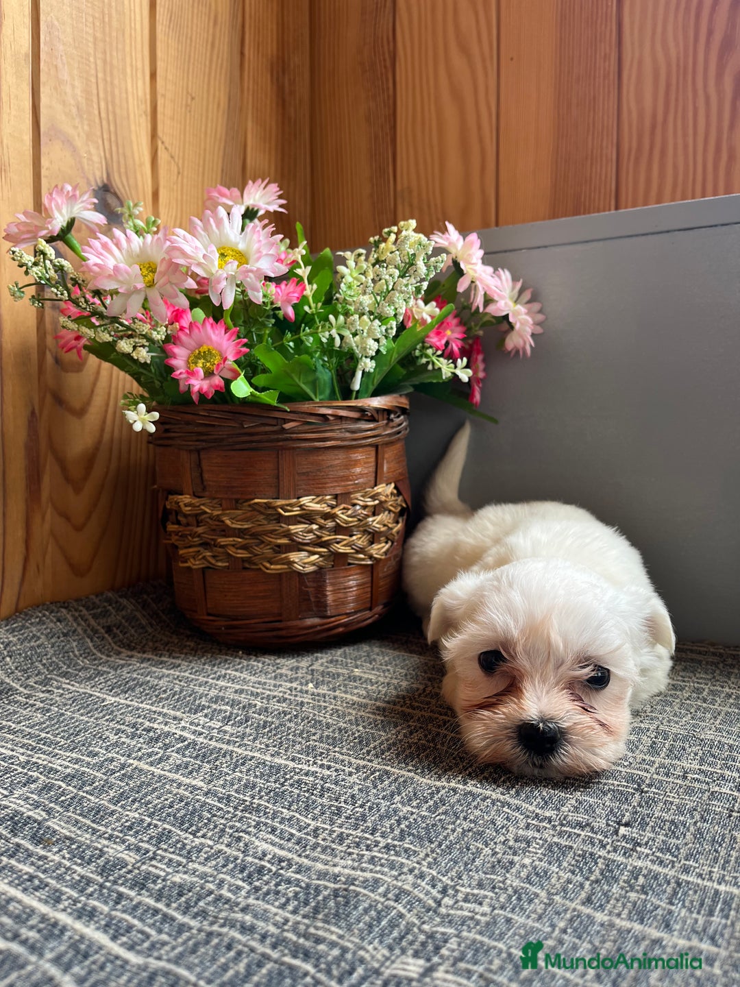 Bichón Maltés perros en venta: 🐾Perfectos cachorritos de Bichon maltés🐾  - Anuncio 1