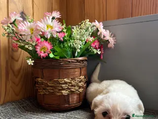 Bichón Maltés perros 🐾Perfectos cachorritos de Bichon maltés🐾 - Anuncio 14