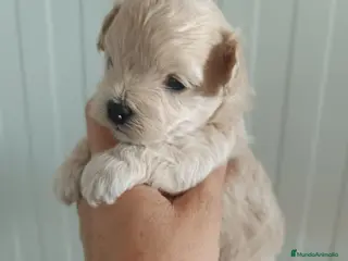 Maltipoo perros Maltipoo - Anuncio 5