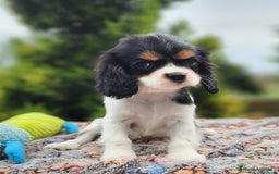 Cavalier King Charles Spaniel perros en venta: CAVALIER BLENHEIN Y TRICOLOR MACHO - Imagen 3