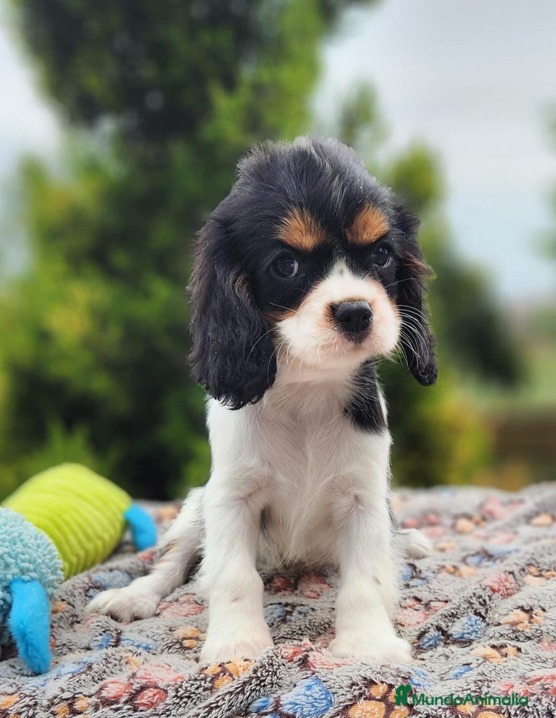 Cavalier King Charles Spaniel perros en venta: CAVALIER BLENHEIN Y TRICOLOR MACHO - Imagen 3