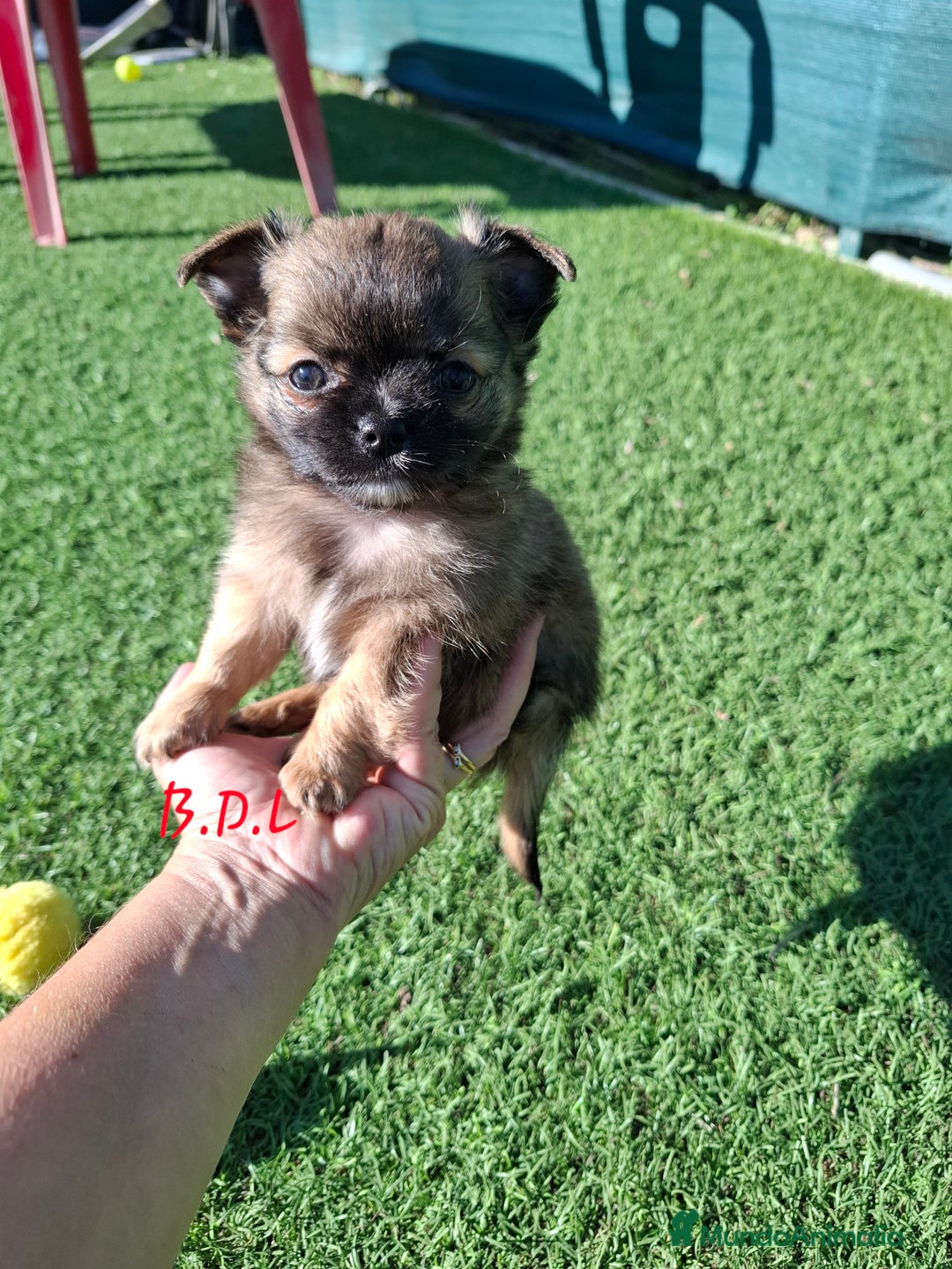 Chihuahua perros en venta: Chihuahua de pelo largo de capricho - Anuncio 1