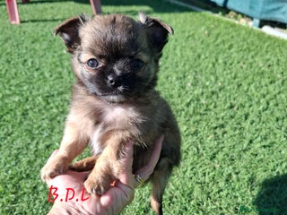 Chihuahua perros Chihuahua de pelo largo de capricho - Anuncio 1