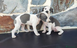 Whippet perros en venta: WHIPPET Blanco y blue  - Imagen 8