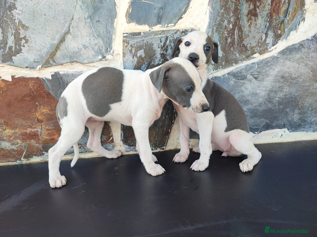 Whippet perros en venta: WHIPPET Blanco y blue  - Imagen 8