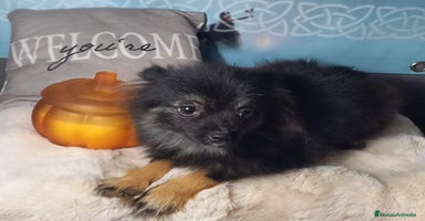 Pomchi perros - Anuncio 9