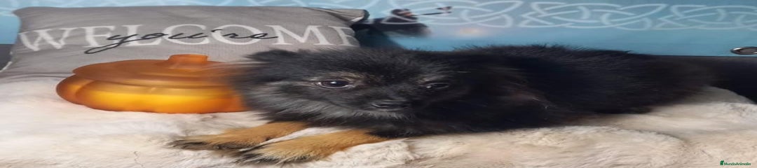 Pomchi Cachorro 1