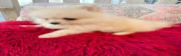 Pomerania perros en venta: Pomerania toy - Anuncio 11