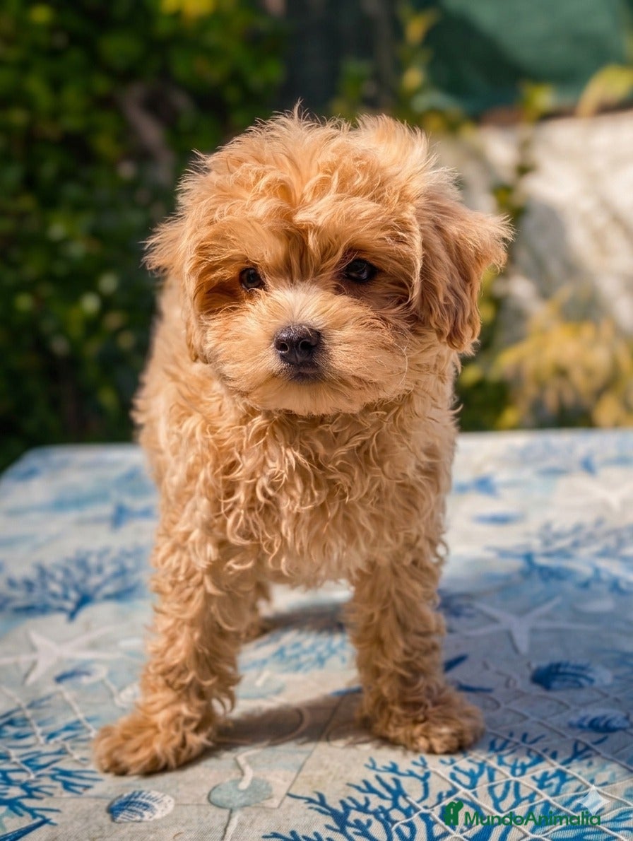 Maltipoo perros Maltipoo apricot macho  - Anuncio 29