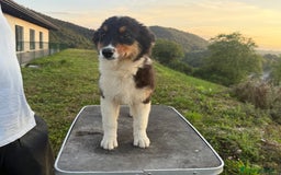 Pastor Australiano perros en venta: Preciosos cachorros de Pastor Australino  - Imagen 7