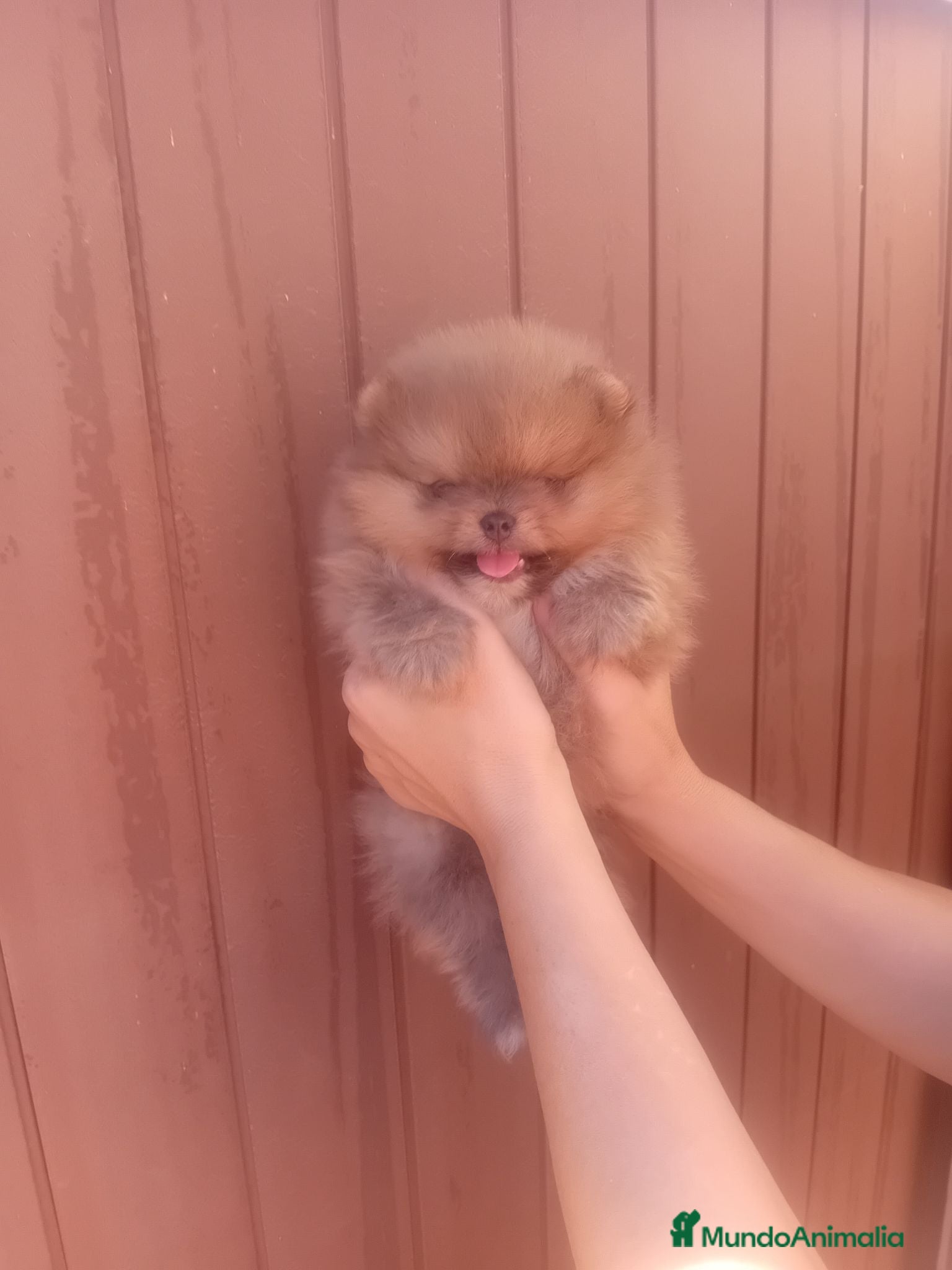 Pomerania perros ‼️POMERANIAS AMERICANOS TAMAÑO TOY - Anuncio 2
