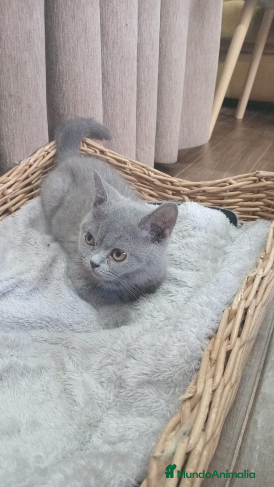 Británico de Pelo Corto Azul gatos Brithis blue chocolate y más pelo corto y largo  - Anuncio 1