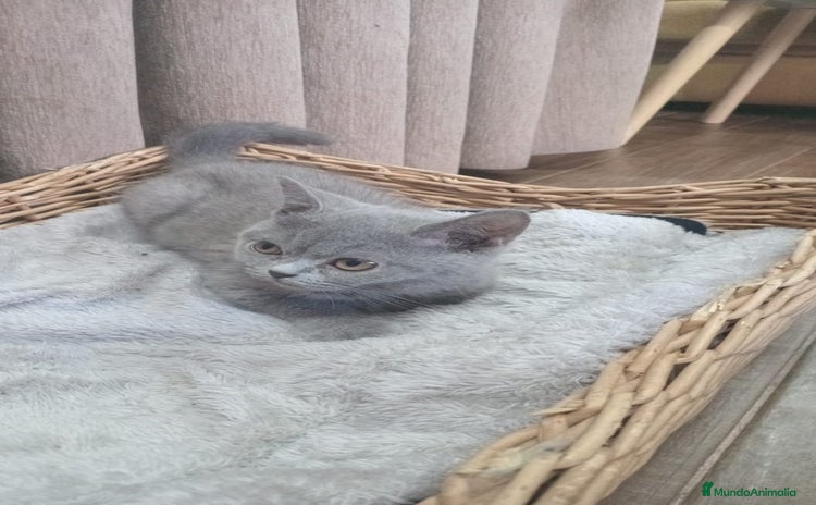 Británico de Pelo Corto Azul gatos - Anuncio 15