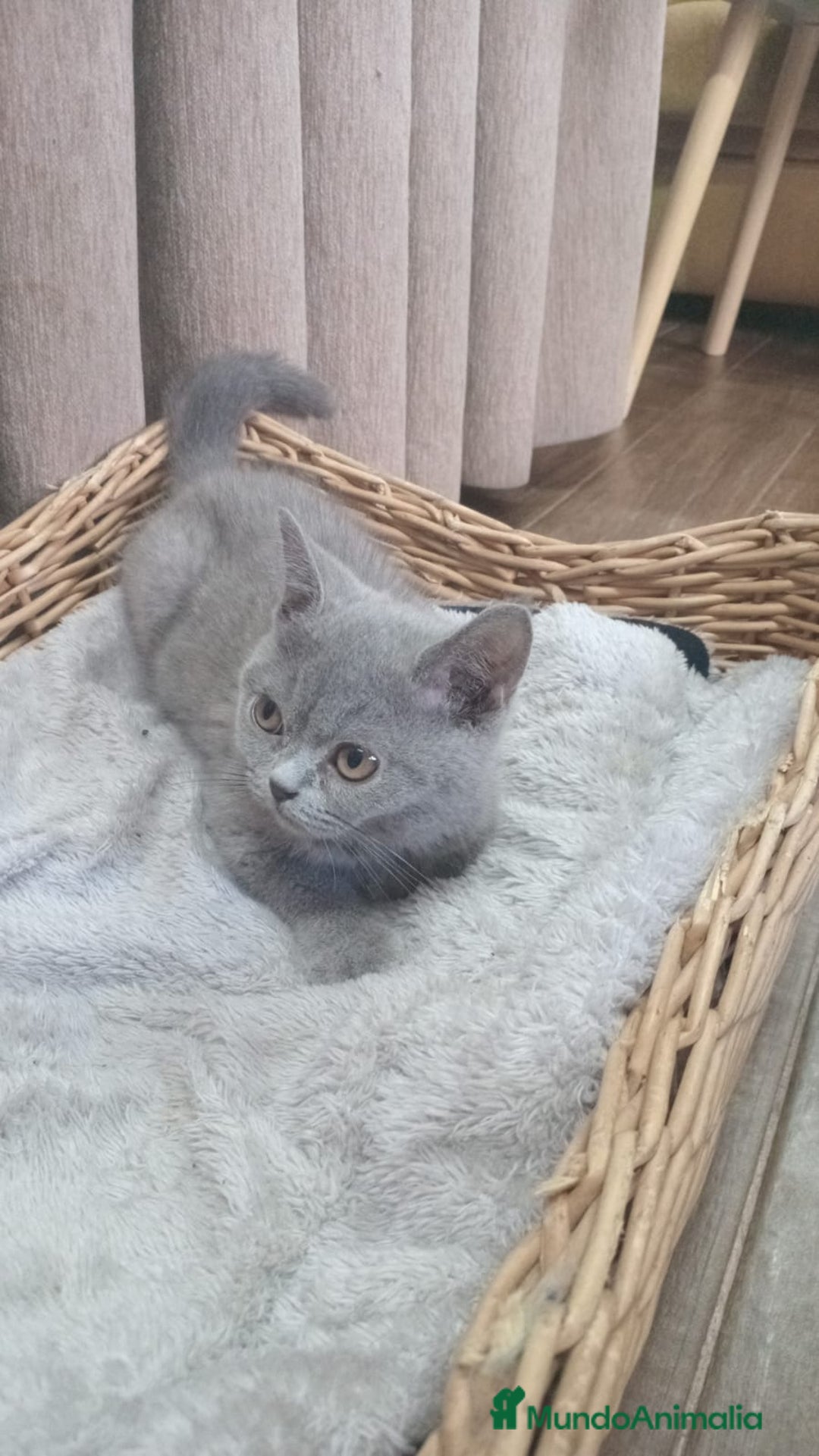 Británico de Pelo Corto Azul gatos en venta: Brithis blue chocolate y más pelo corto y largo  - Imagen 1