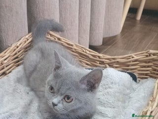 Británico de Pelo Corto Azul gatos - Anuncio 7