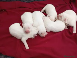 Samoyedo perros Samoyedos bebes preciosos peludito - Anuncio 2